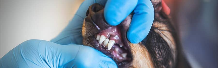 Dental Services illustration