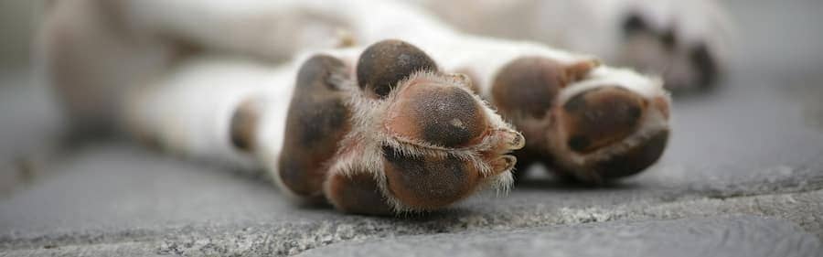 Vaccinations & Neutering illustration